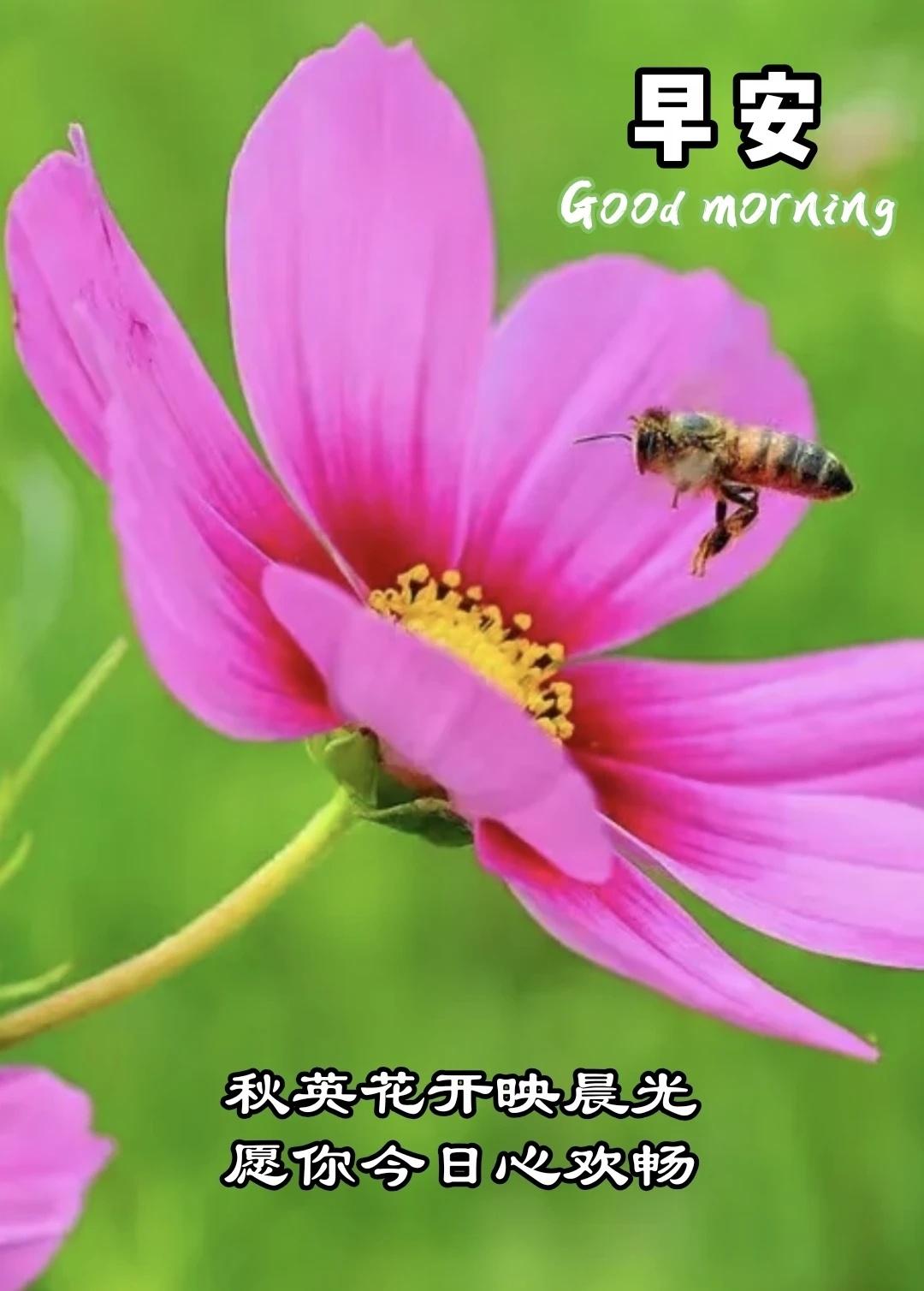 【早安】秋英花开映晨光，愿你今日心欢畅～
秋英花在晨风中轻轻摇曳，仿佛在诉说着生
