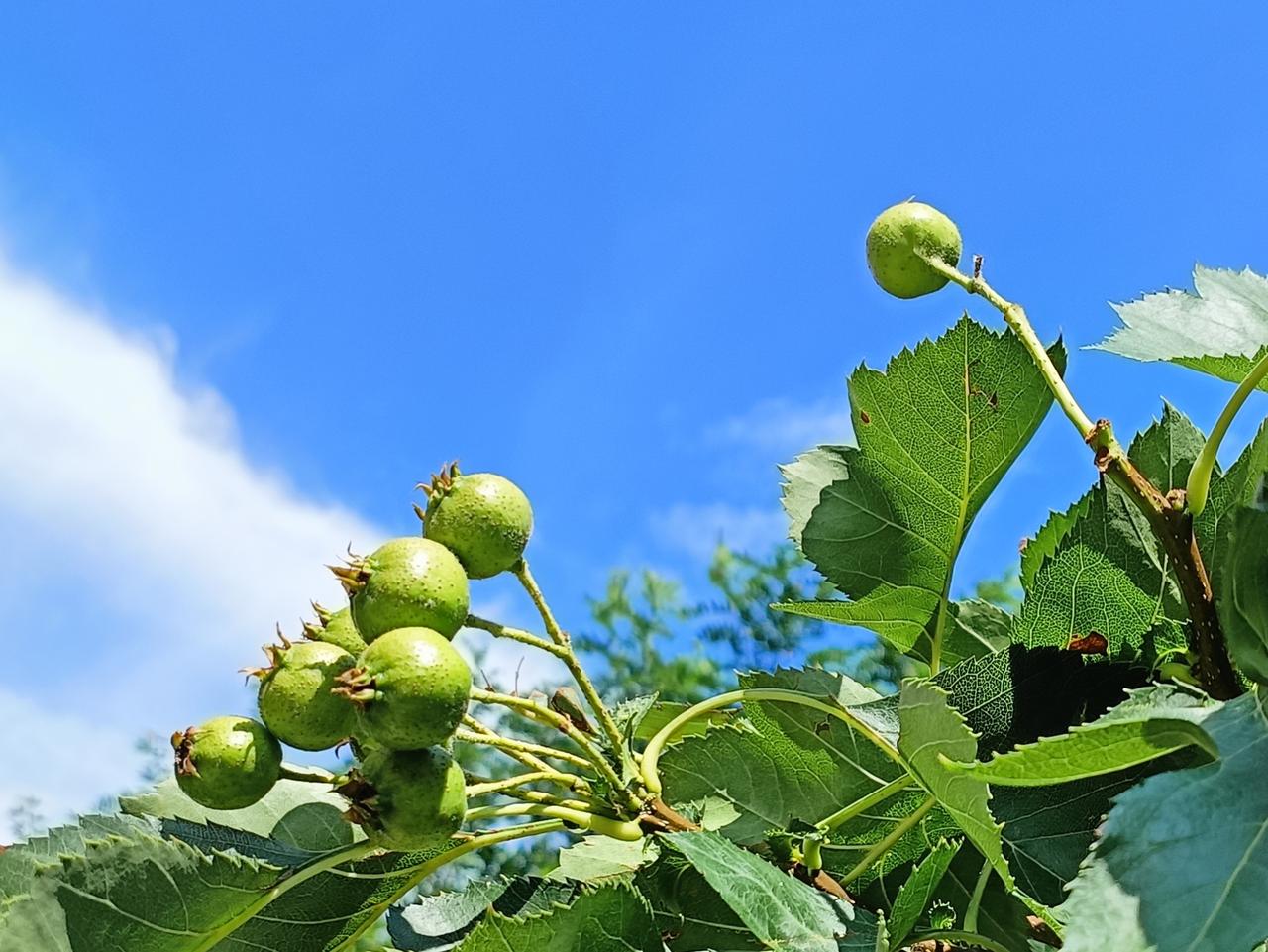 夏意渐浓，虽然生活不易，但我总是能看到满满的希望和美好。
加油每一天。