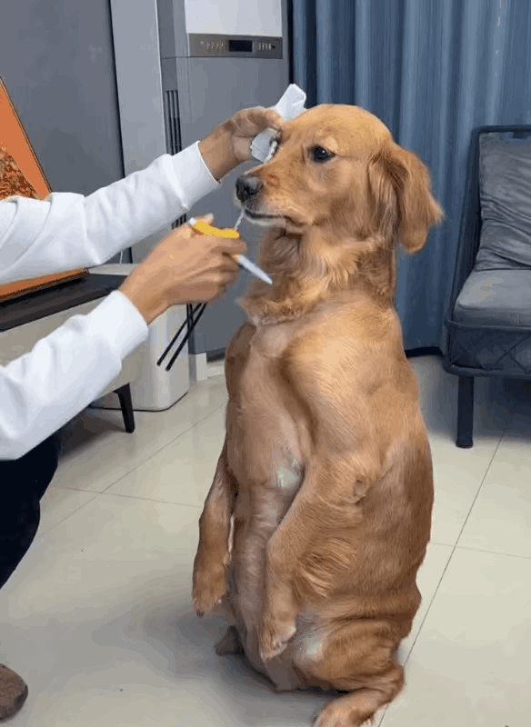 1：修狗：铲屎官你人还怪好的嘞，知道冬天冷，要给我做张床。
2：很明显，小女孩已