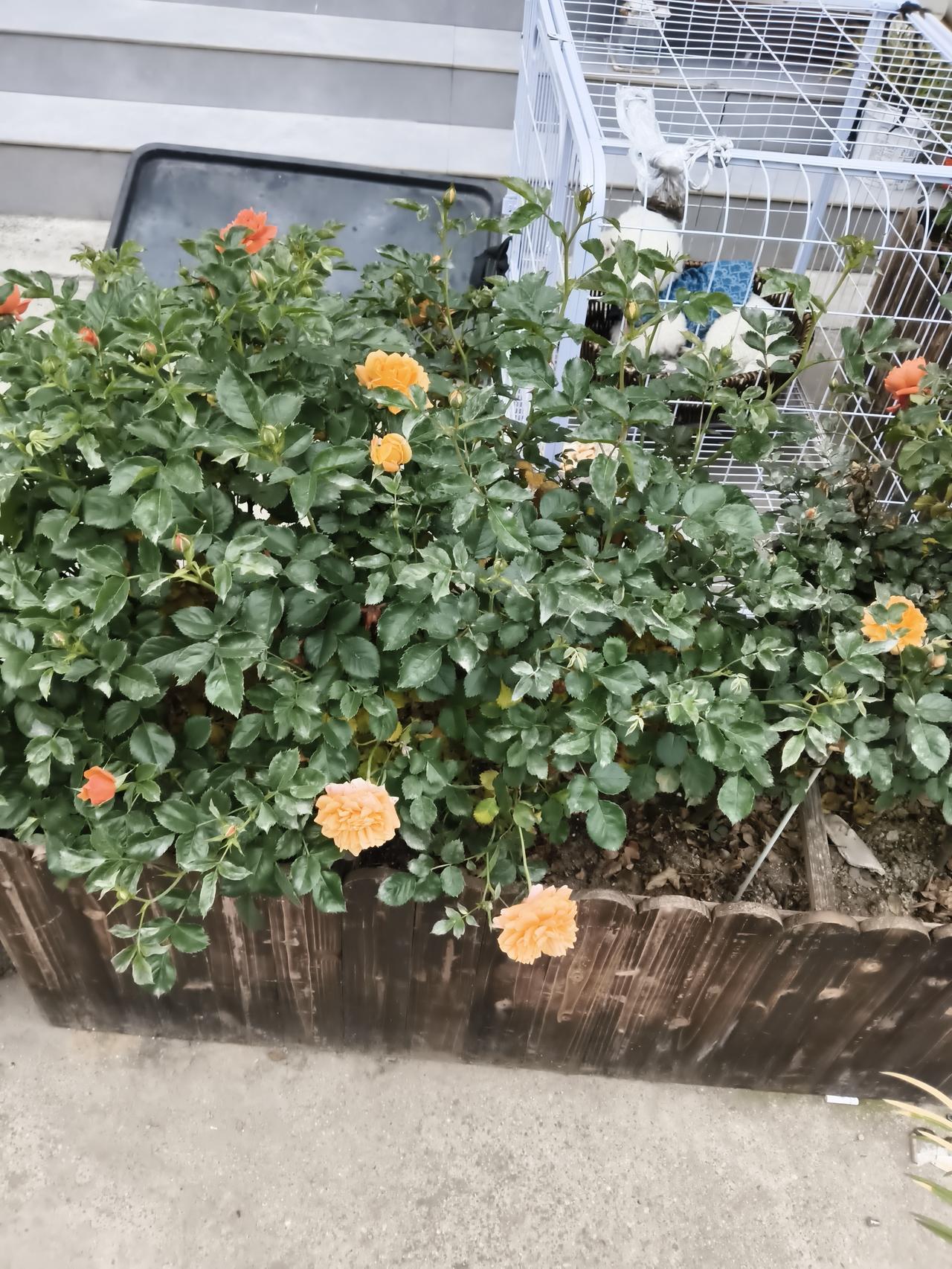 春日生活打卡季现在在抖音上看到很多技巧，可惜手机不支持啊。只能按自己的角度随便拍