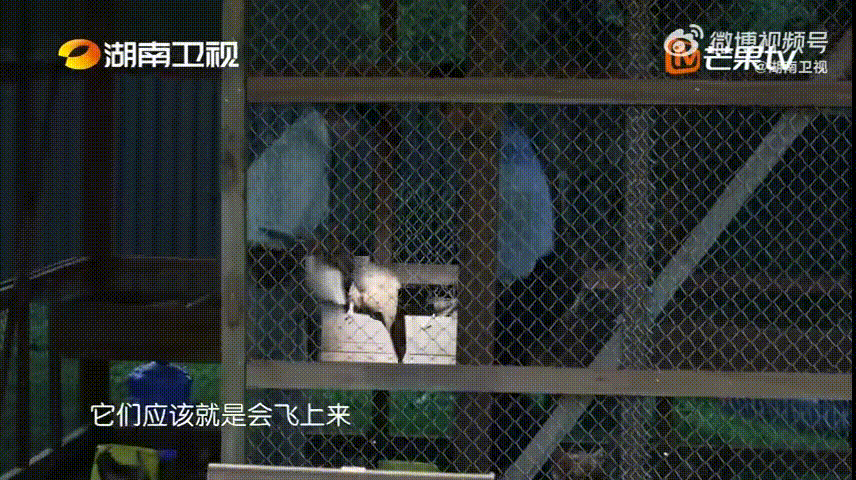 王俊凯抓鸡快准狠王俊凯抓鸡也是一把好手 很难不被王俊凯这段抓鸡画面可爱到，没有丝