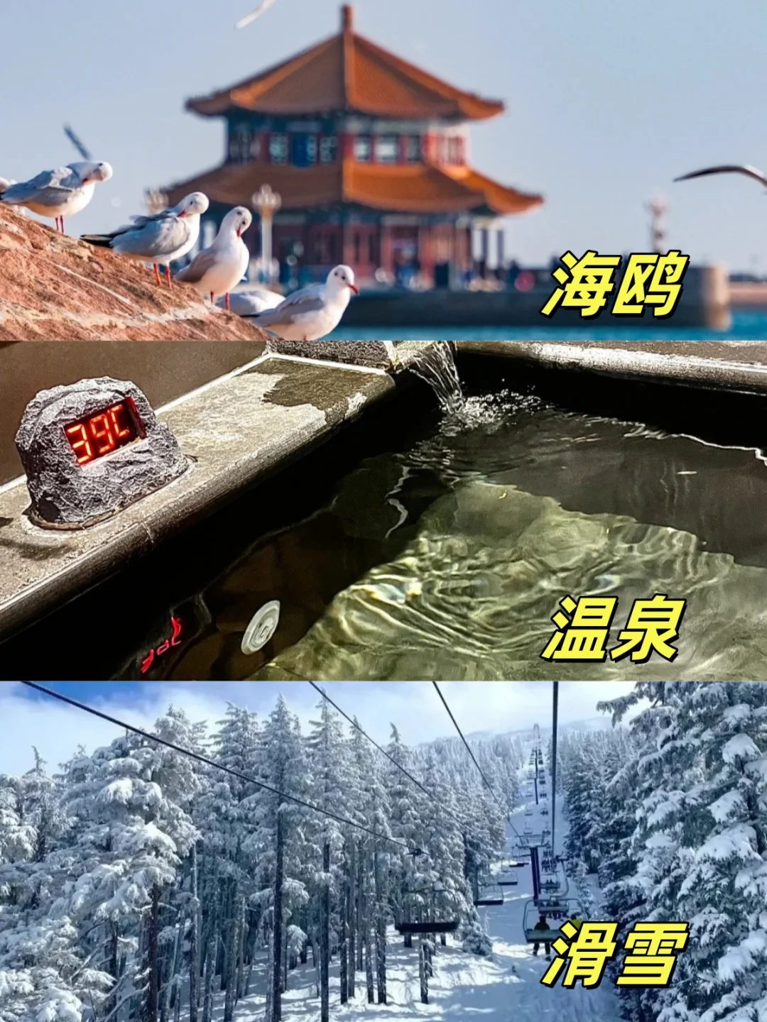 海鸥、温泉、滑雪..冬游青岛👉🏻这么玩