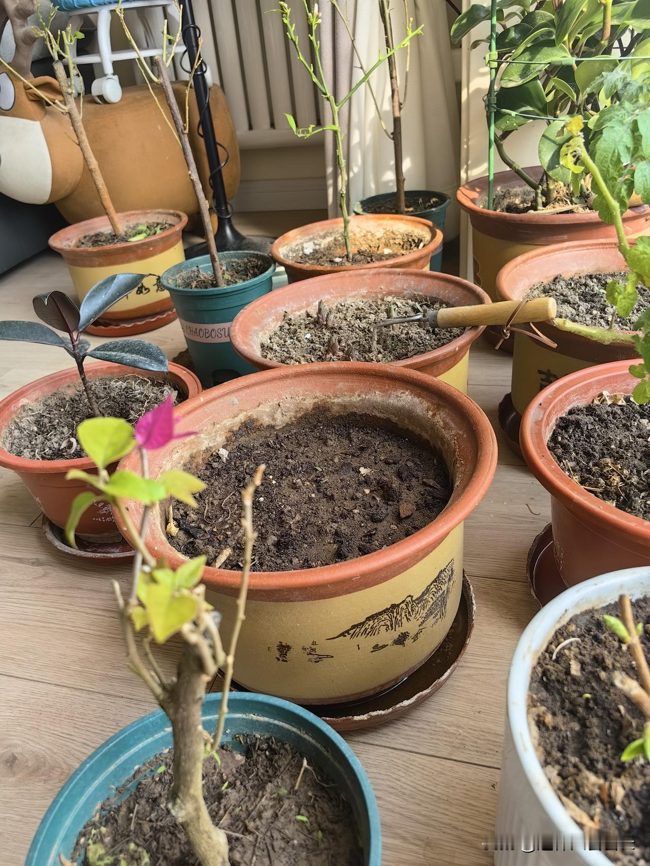 发一张你相册最近拍的花期待中！😂😂