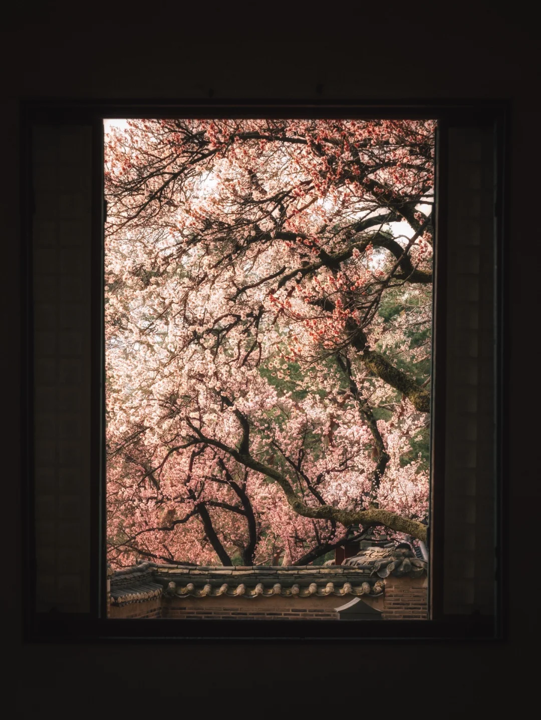 一窗旧梦，满院春深