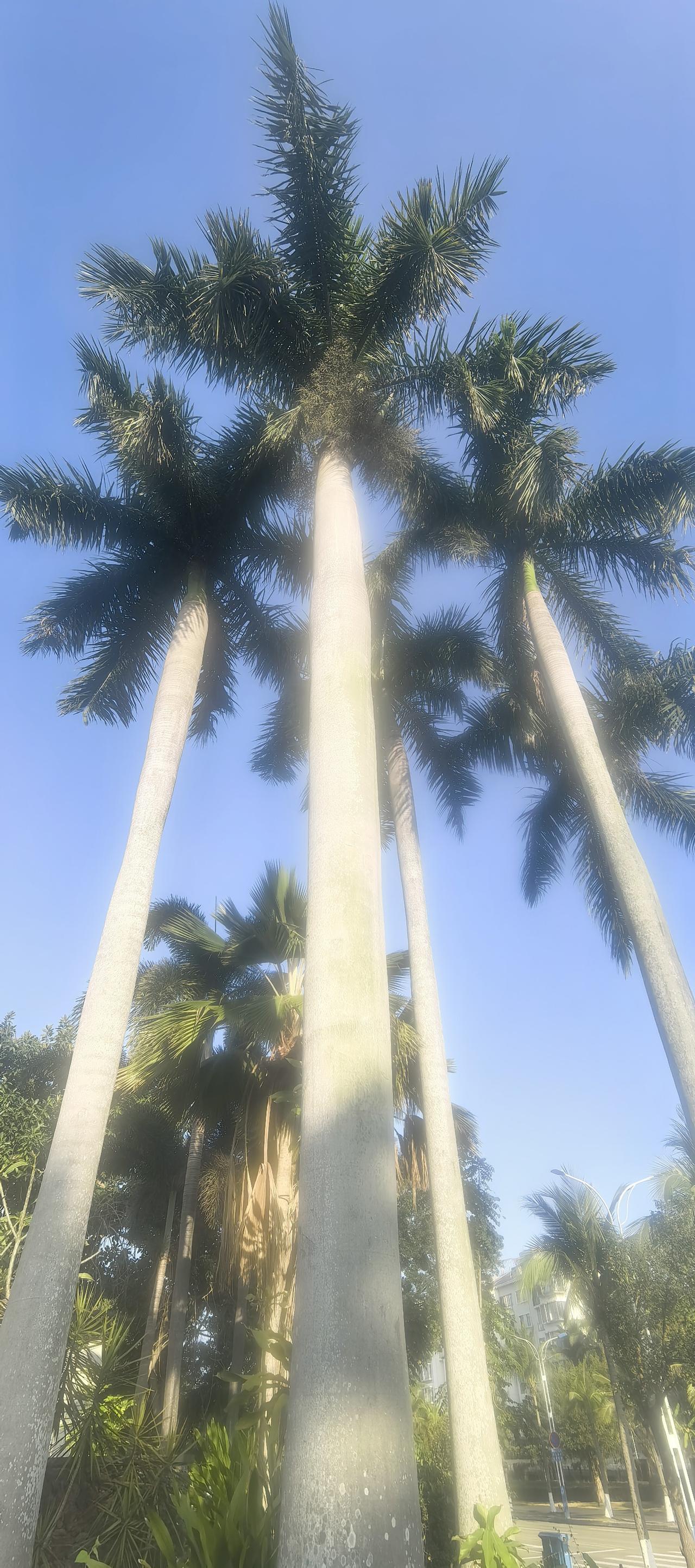 大王棕，原产自美洲，直到20世纪初才被引入中国，所以它没来得及进入古典诗人的视野