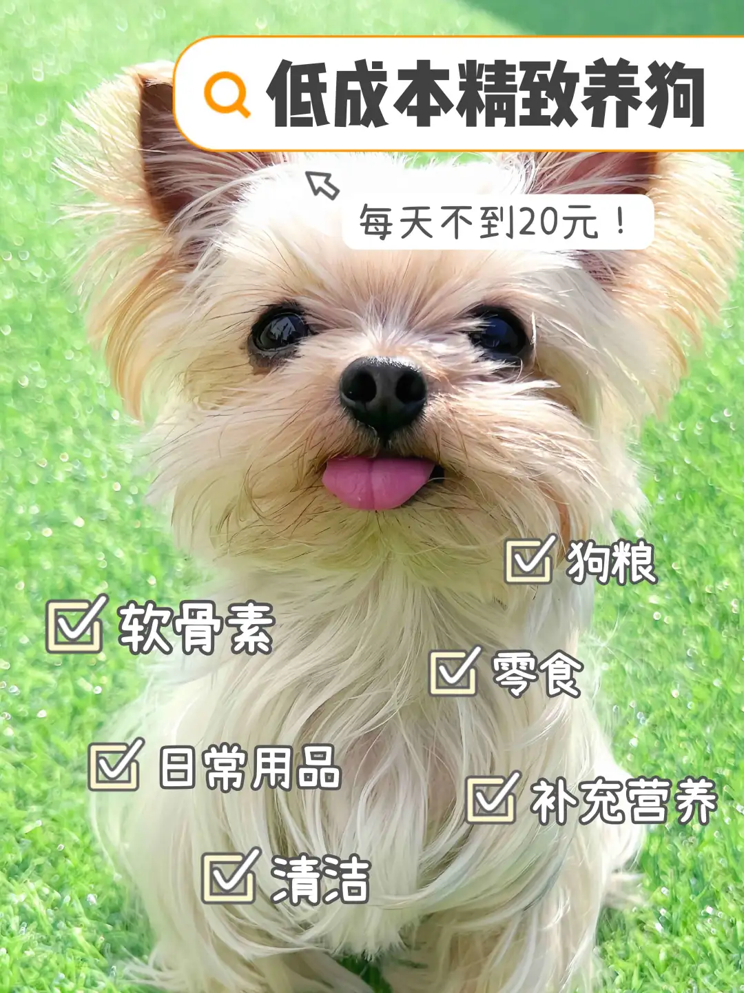 🐾｜低成本精致养狗🐶💰