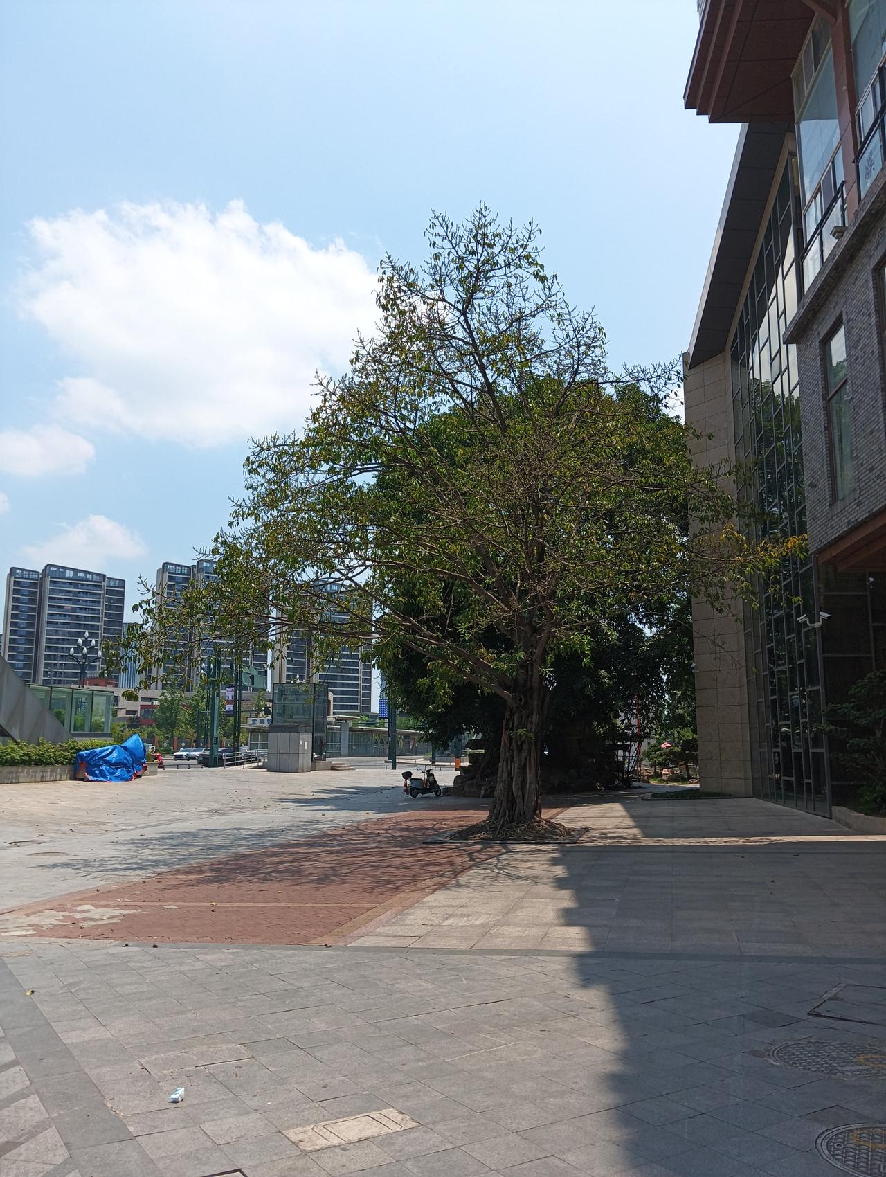新奇事：一棵盛夏才落叶的树
这棵黄桷树(学名大叶桉)位于我居住的小区外面，每年盛
