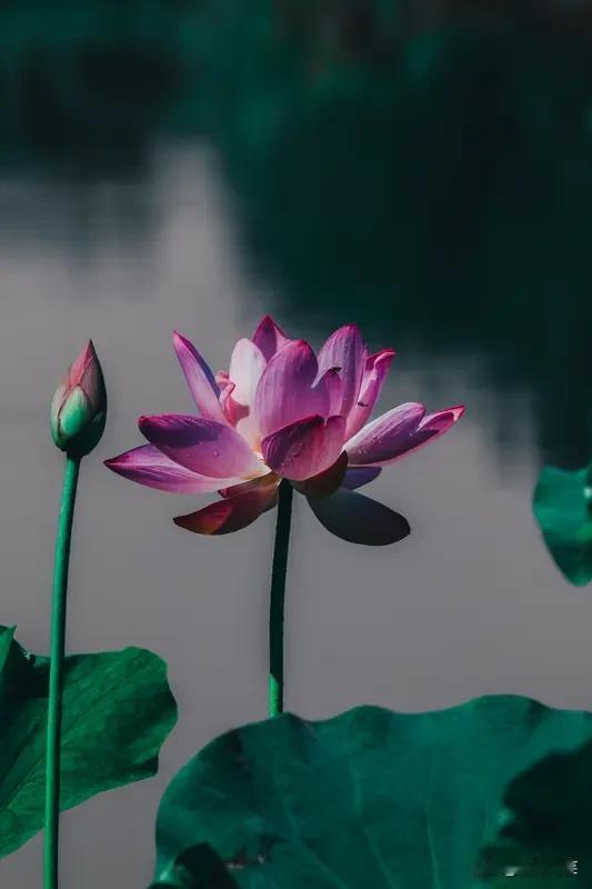 水静无波，那荷苞便越发显得沉静了。尖儿上凝着一抹浅浅的红，像少女低眉的羞色。风不