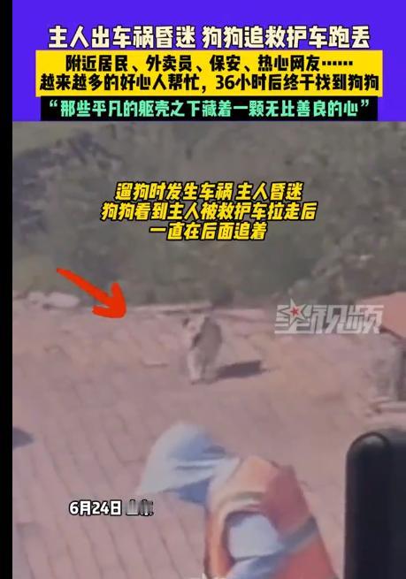 山东一女子出门遛狗时，不慎出现了车祸，救护车赶到将她带走之后，旁边的狗狗立刻跟着