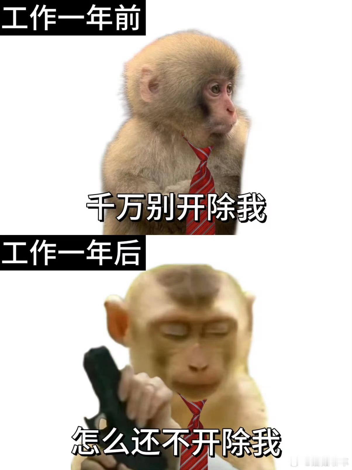 入职第一周vs入职一年像我这样的INFJ➕双子座的人，不用一年，两周就够