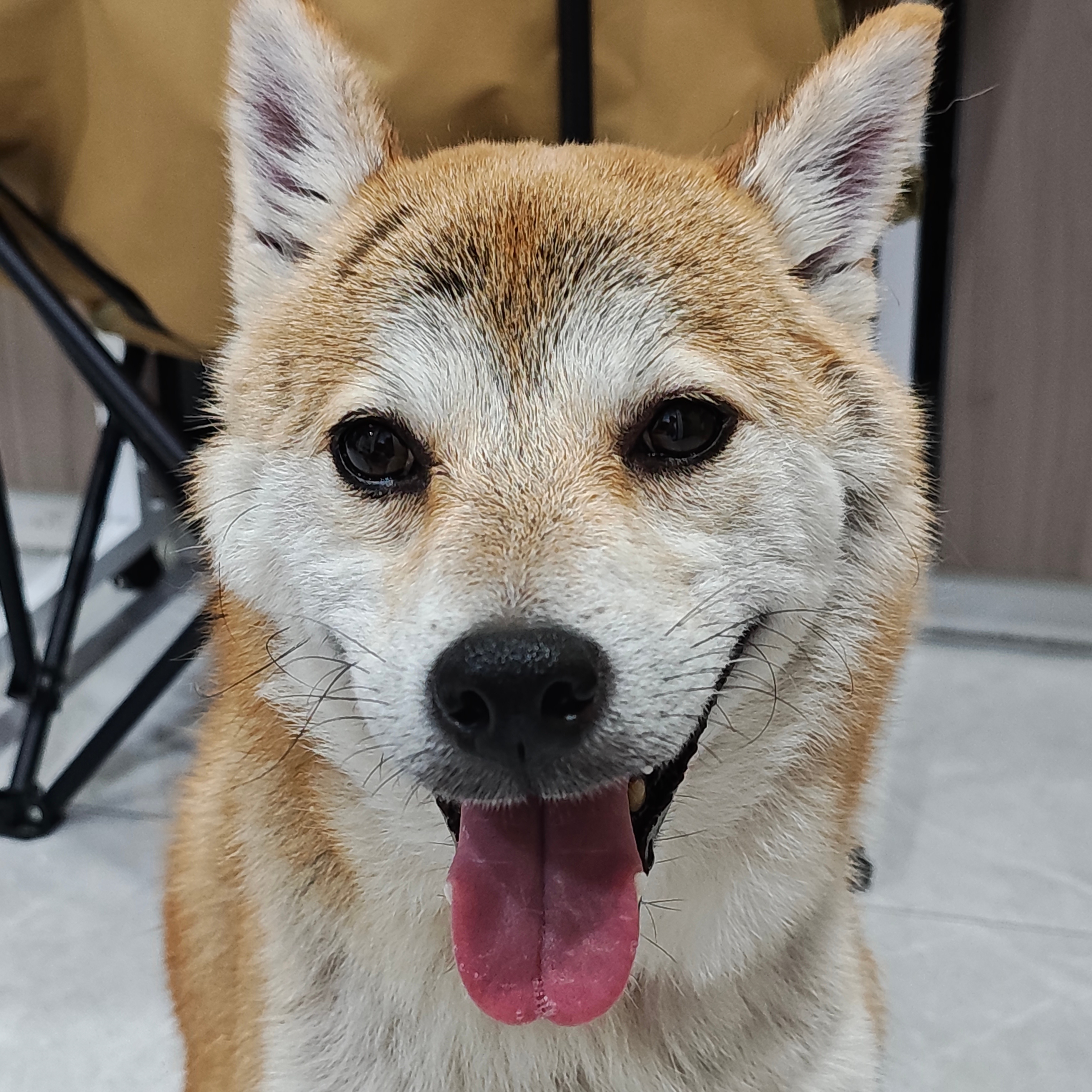 看这样子就是耍得很开心的晚上。柴犬[超话]宠物日常 ​​​