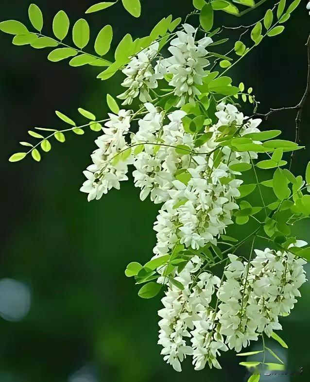 七律·槐花
海棠渐退枣新绿，正是槐香浓郁时。
一树琼枝千番韵，百枚玉簇万般思。