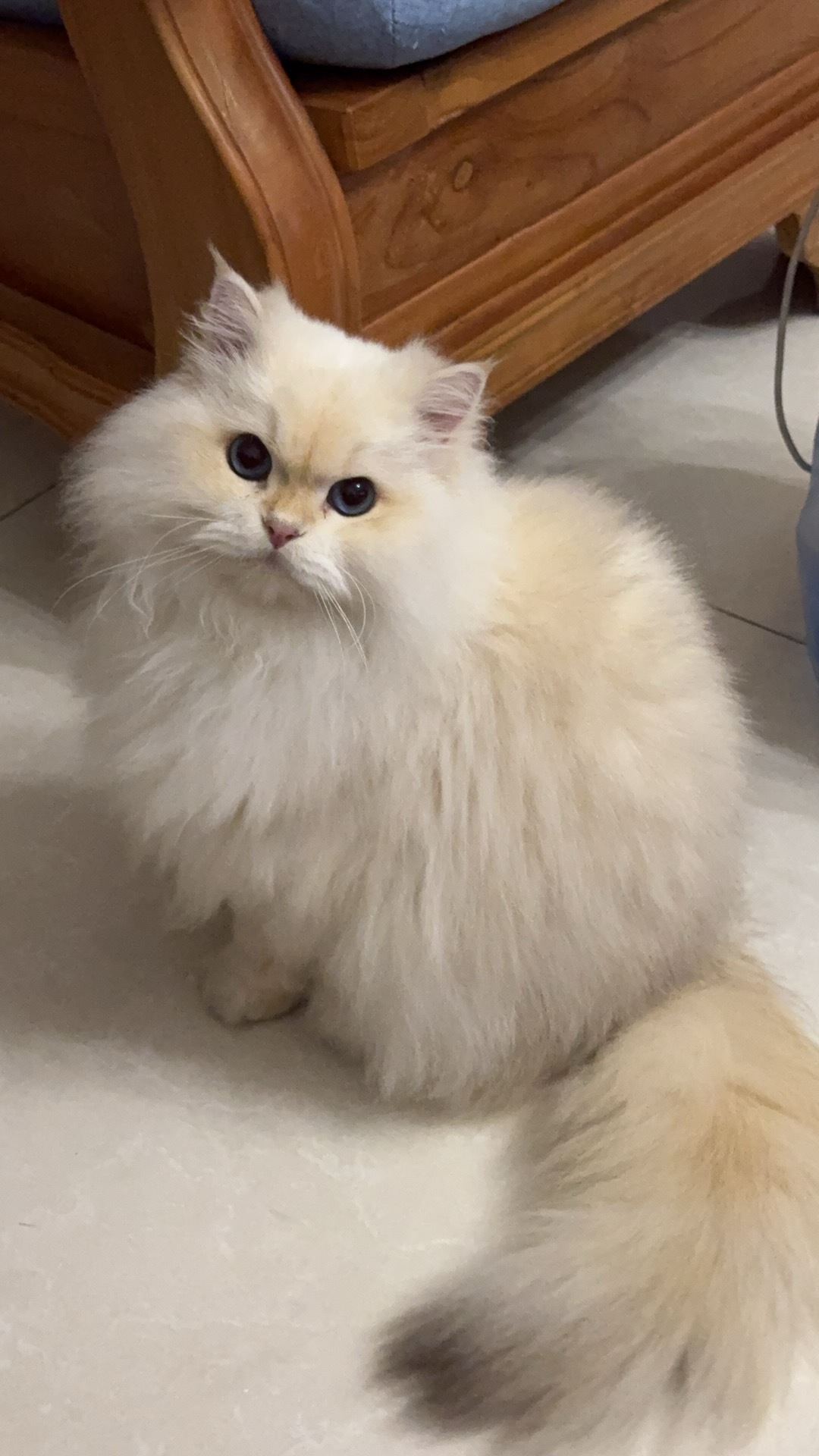 一直咪跟一只猪（刚不小心一脚把它们的碗给踩碎了