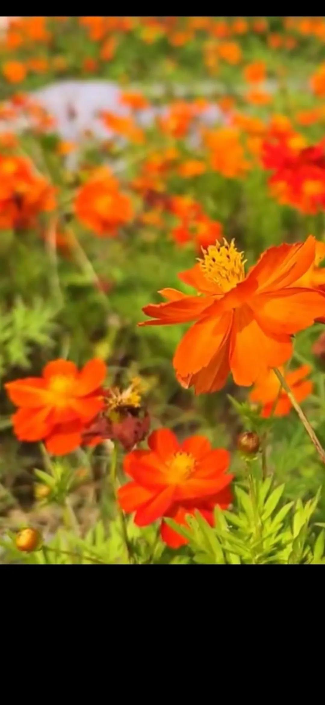 #分享你手机中的花花草草#小花也可爱