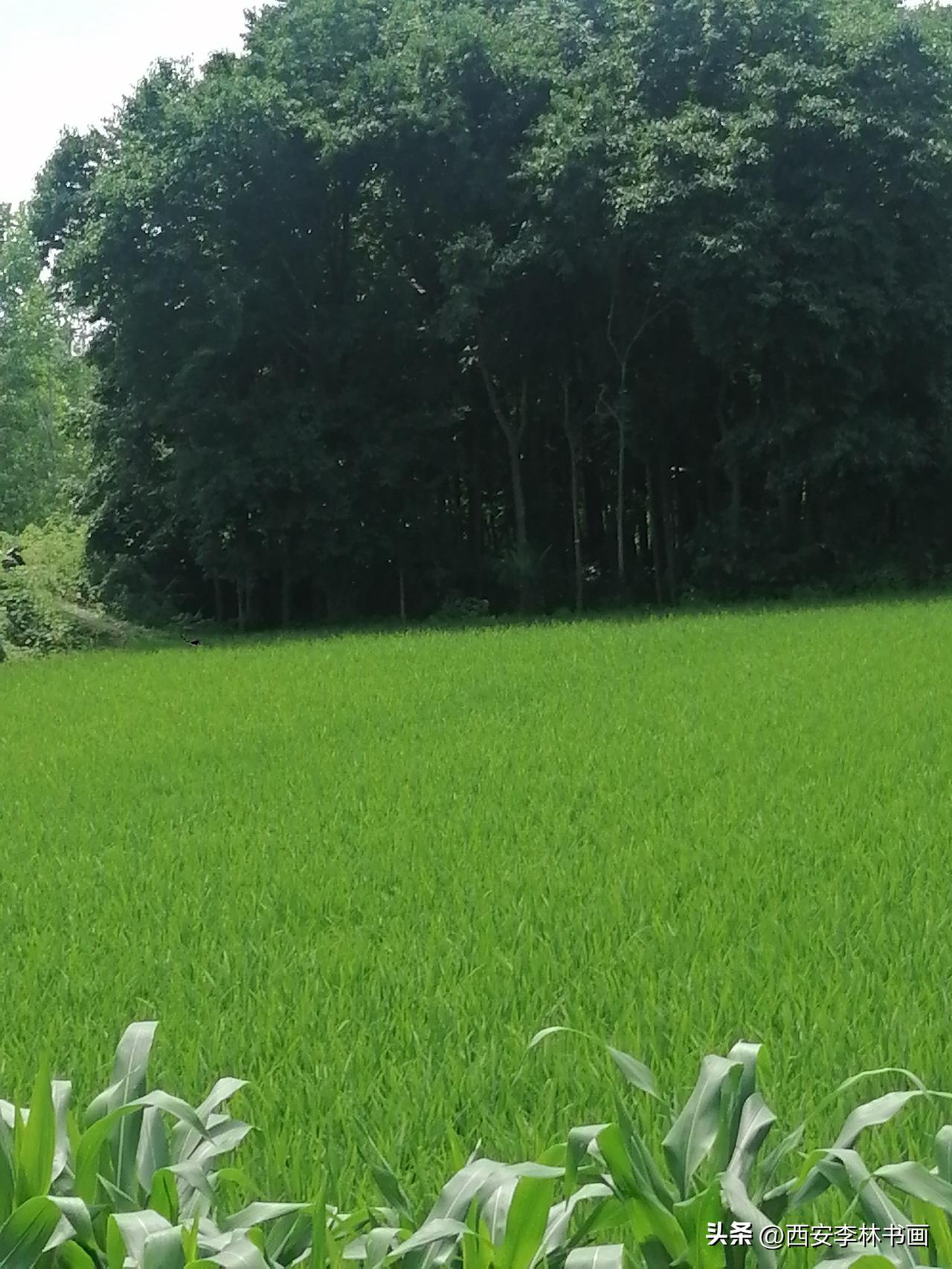 《水田如绿地毯（李林6月9日摄于汉中城固）》