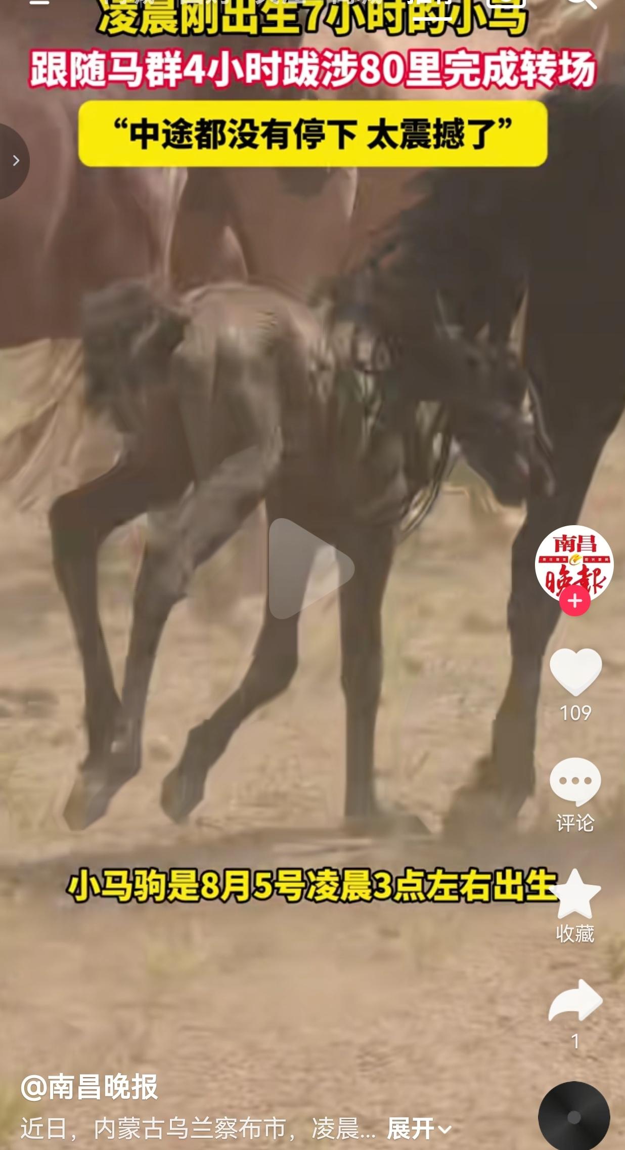 刚出生才7个小时的小马，就踏上八十里长路，蒙古马骨子里的韧性，真的刻在血脉里。