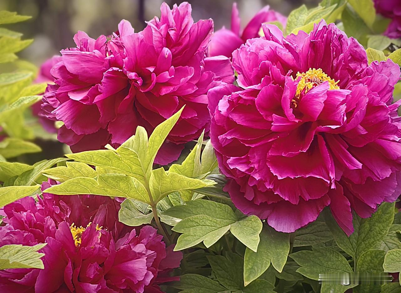 西安市金光门牡丹苑2万株牡丹花盛开市民游客爆棚争相赏花留影
作者:陈必成
   