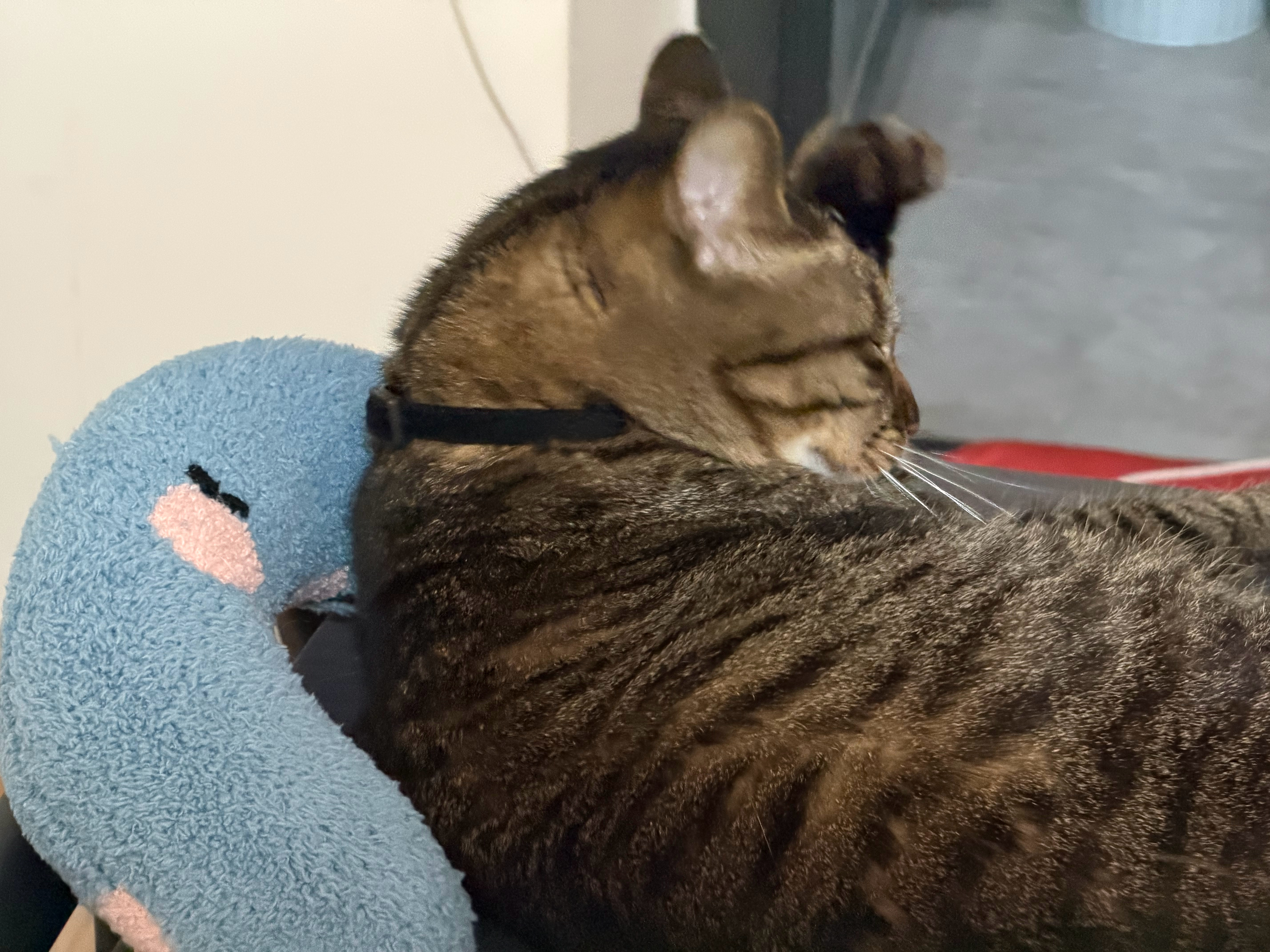 胖狸花闯进CBA赛场谁还没有只狸花了