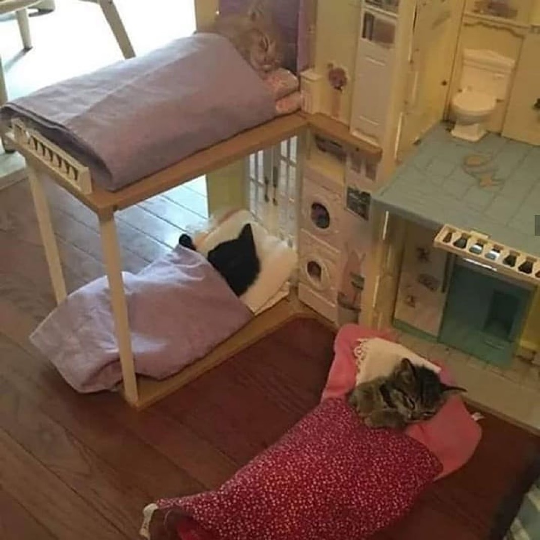 小猫的周末 ​​​