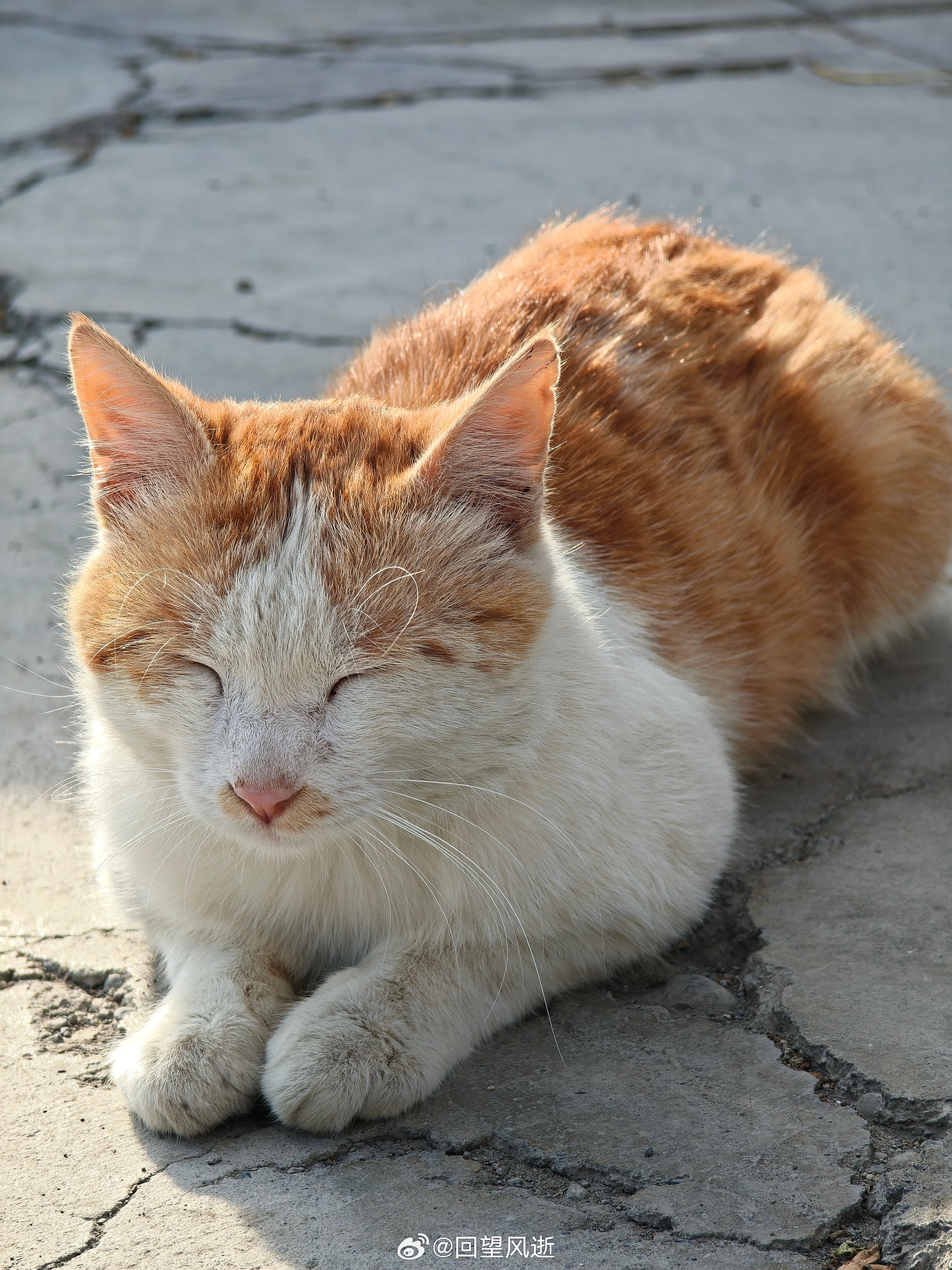 早！（遇到一只老猫！） ​​​