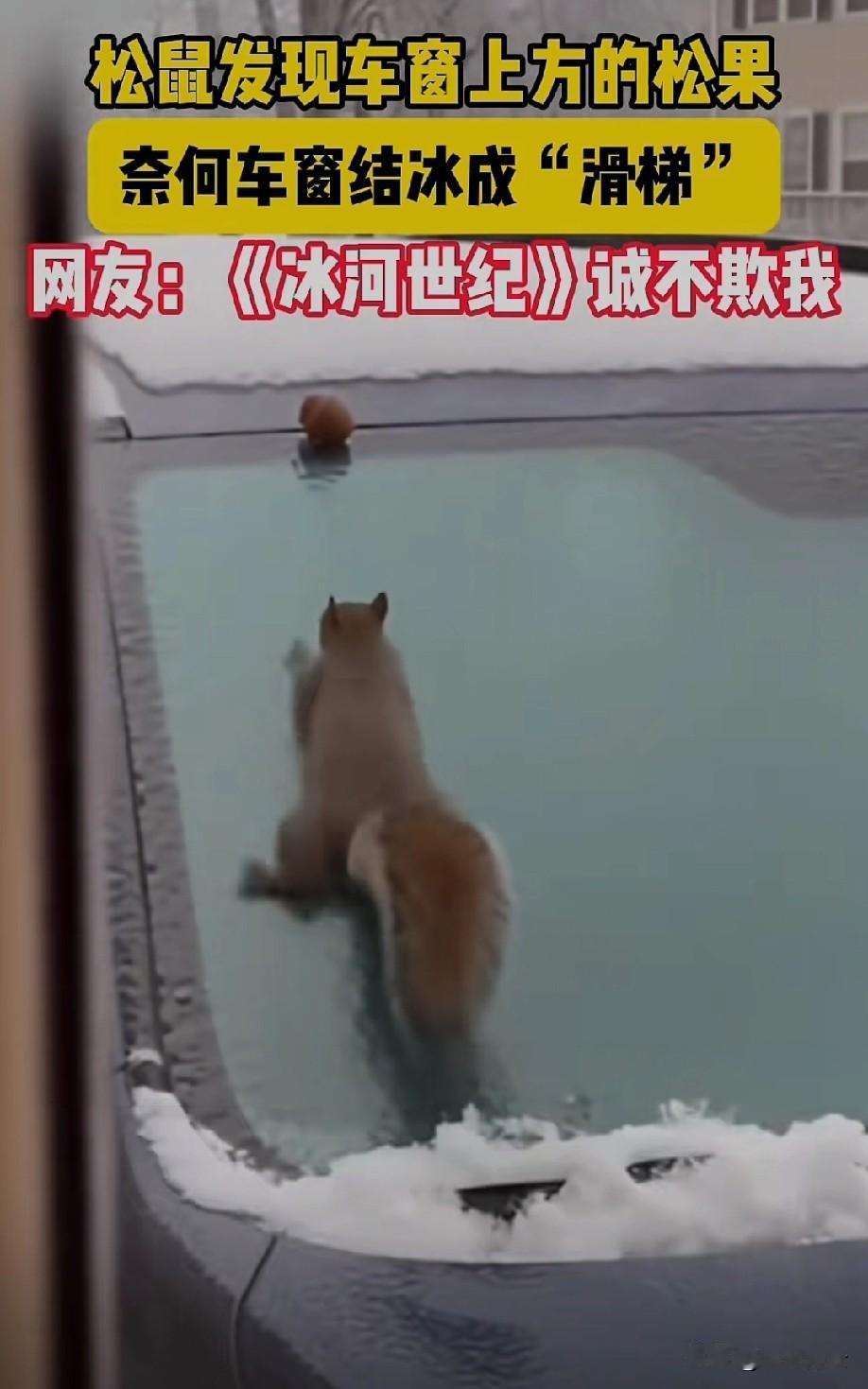 哈哈哈[偷笑]
真的是“冰河世纪”来到了现实
果然艺术源于生活[赞]