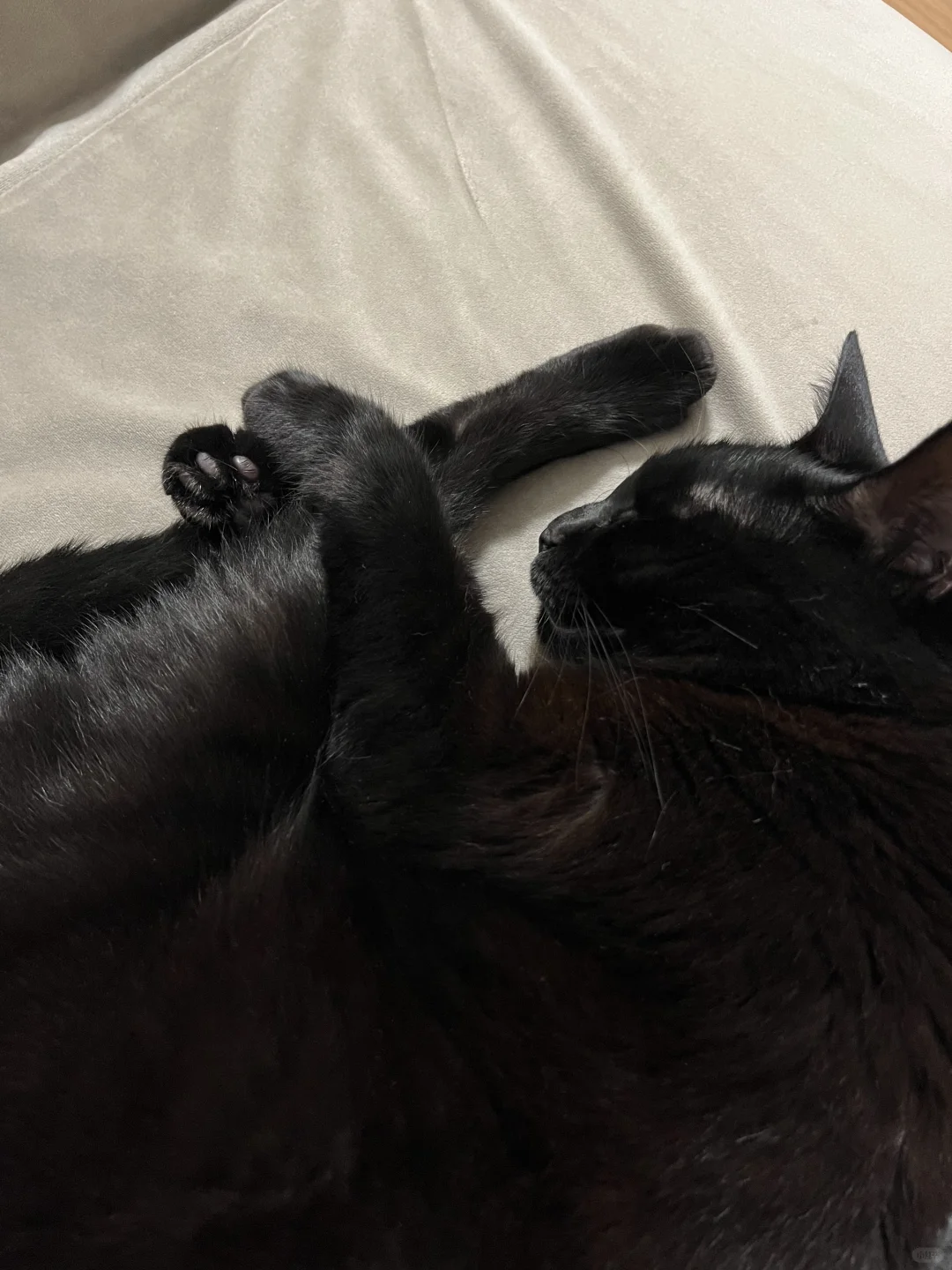小猫做梦