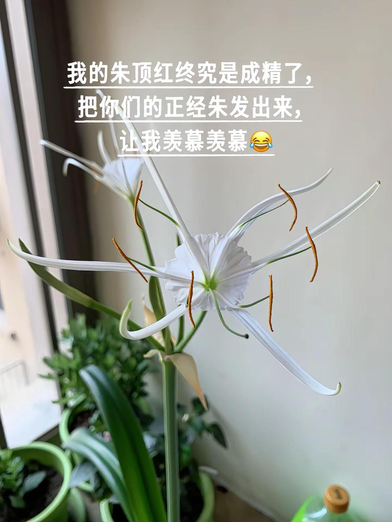 朱顶红、蜘蛛精，傻傻分不清楚！朱顶红 蜘蛛精 种花拍花也是一种享受 养花人的精神