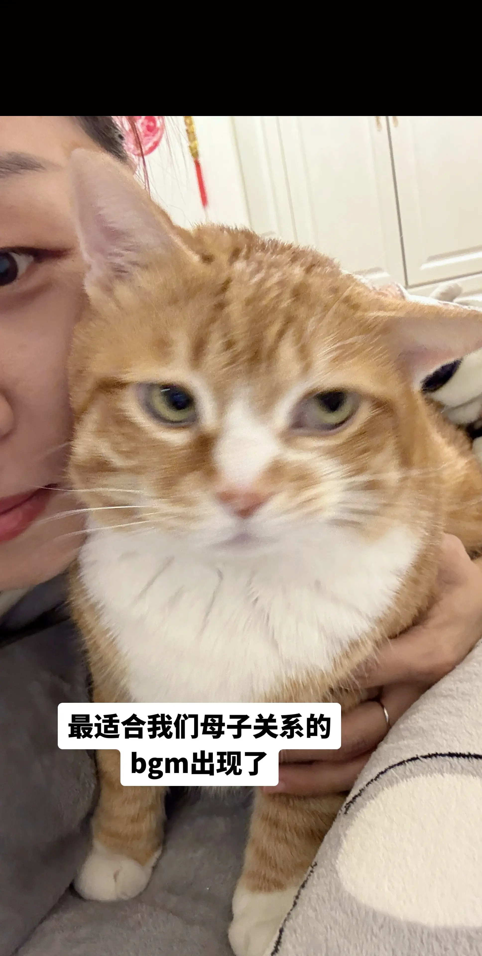 萌宠版天下第一好 全网最乖的猫