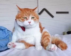 互联网大厂跨界下场装修行业现在连装修行业都要被互联网巨头接管了 传统装修师傅们要