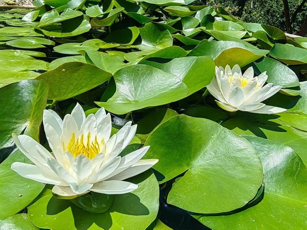 柳梢青 · 谷雨吟怀
      
泽滋百谷，雨荣万物，盈眸春绿。柳絮翩飞，牡丹