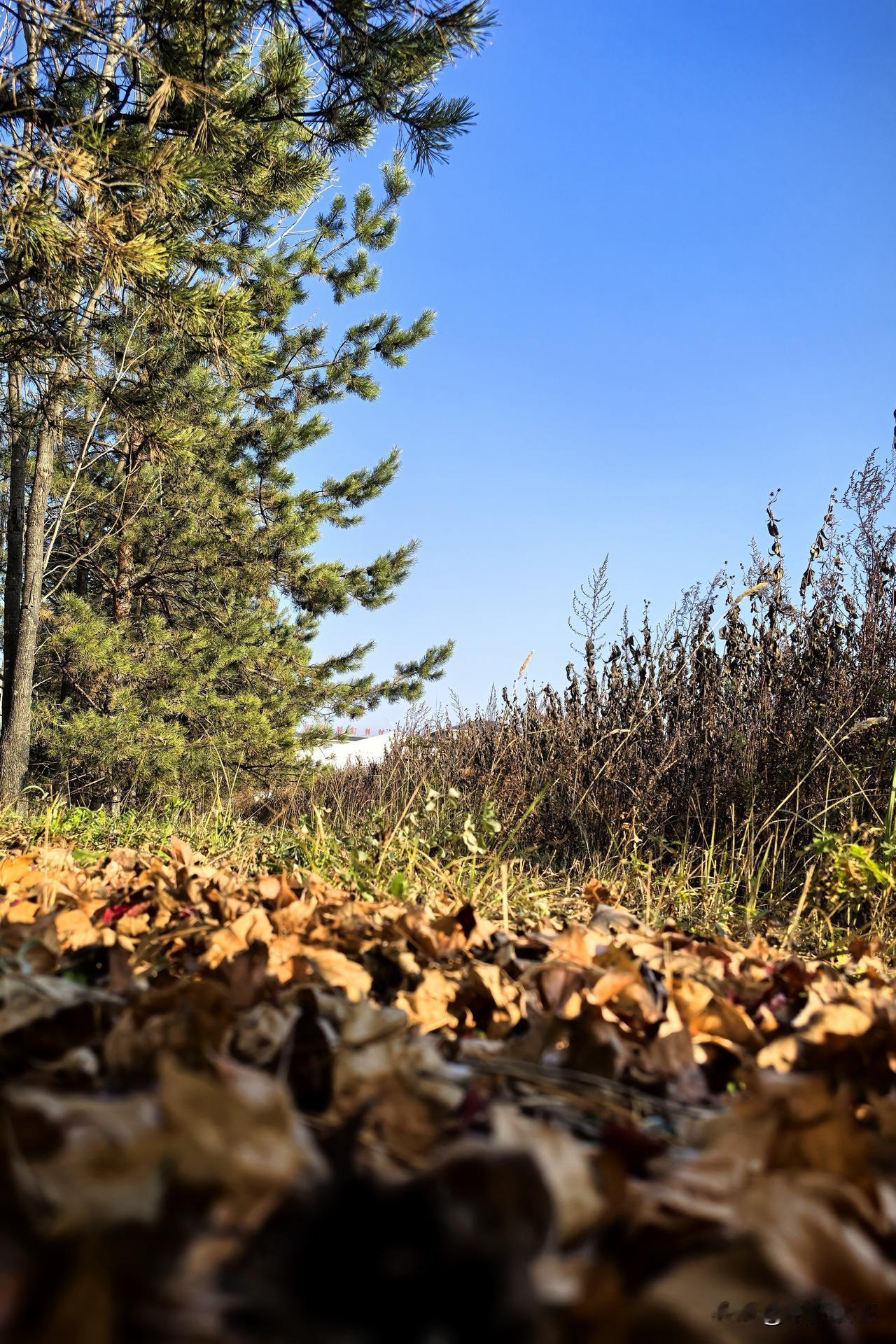 秋日生活打卡季长白山秋末初冬的美，现实版的童话世界。让人想躺平，让人不忍离去