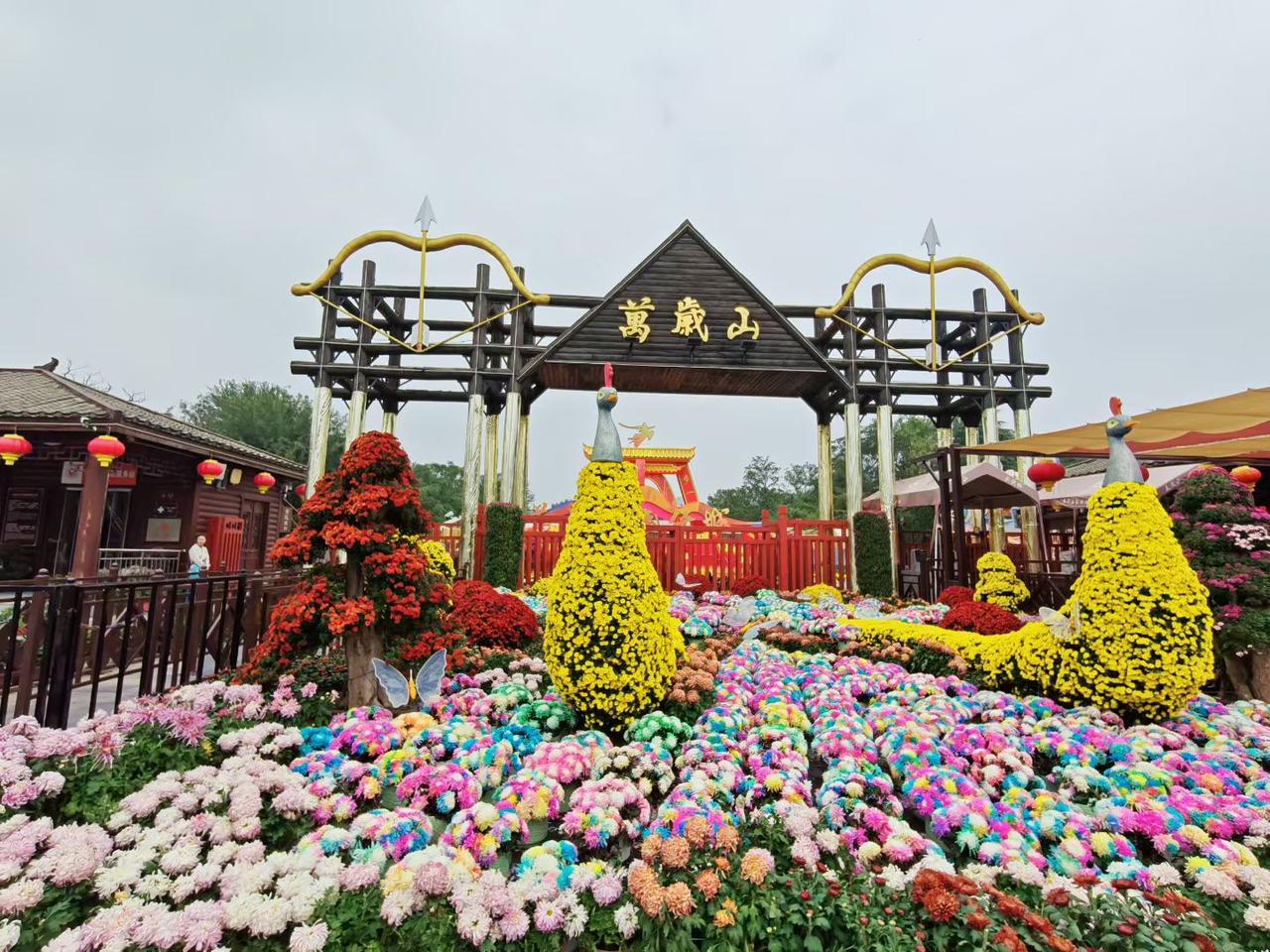 秋天到了，赏菊可别错过！清秋时节，万花凋零，菊花却成了秋的信使。
       