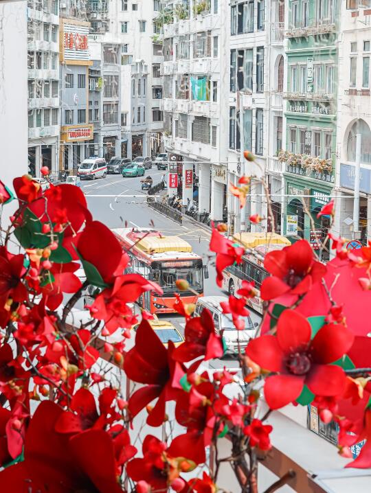 北京路新机位，空中木棉花秘境