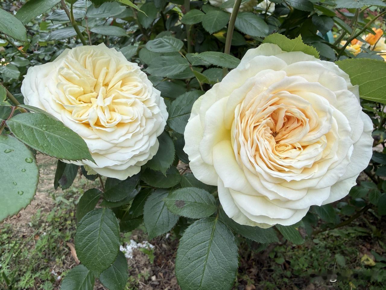 【小对联】
上：……？
下：男扮女装。