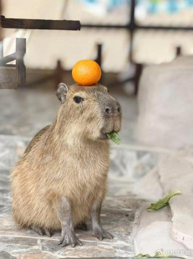 【#植物园回应卡皮巴拉越狱经过#：趁饲养员开门送草间隙冲了出去】#植物园悬赏1万