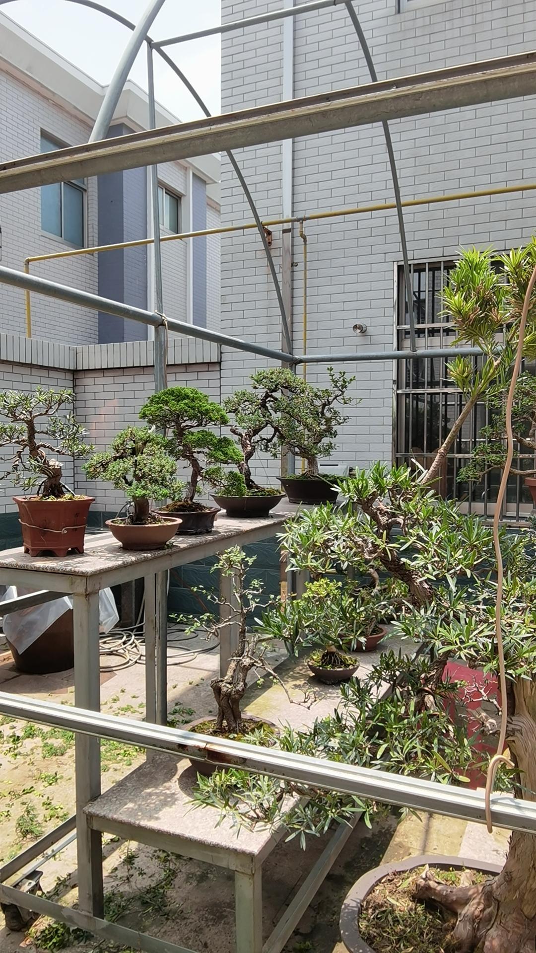 [烟花][烟花]养花种菜，都可以怡情养性。可是若是自己没有专业技能，尤其是根雕塑