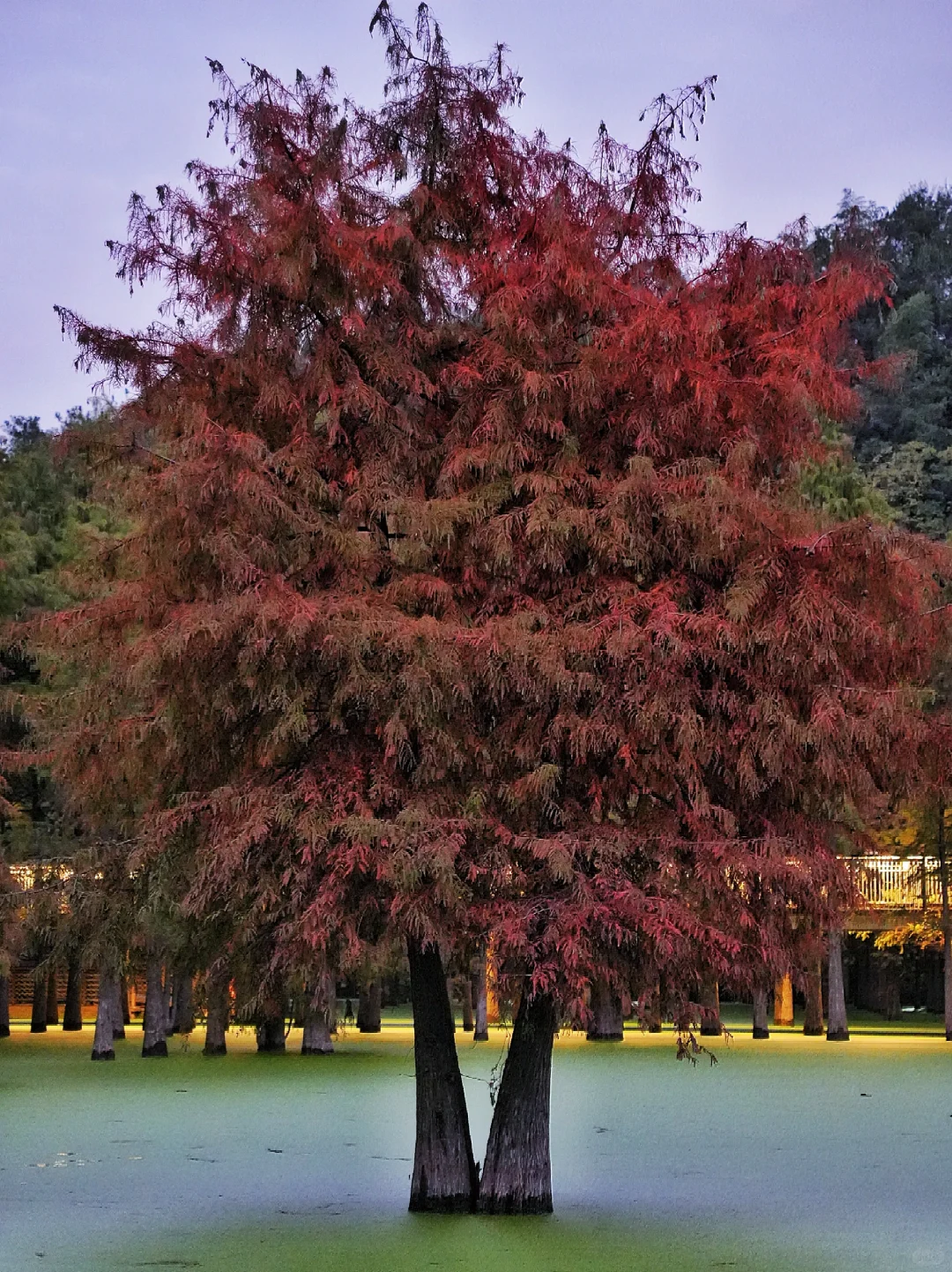 👀青山湖的树🌲看到了一生...