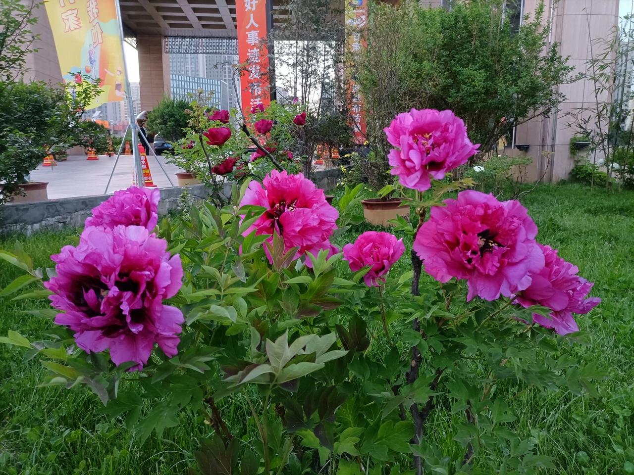 集邮收藏分享集邮是一项充满魅力的收藏活动。每一枚邮票都承载着一段历史、一个故事或