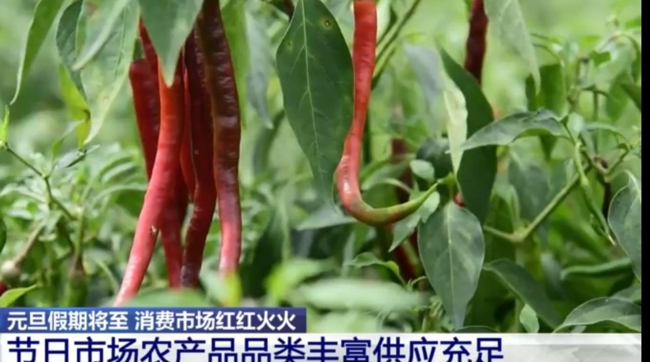 元旦假期将至，2026马年的喜庆提前浸润了消费市场。田间里，红辣椒挂枝、菜花成畦