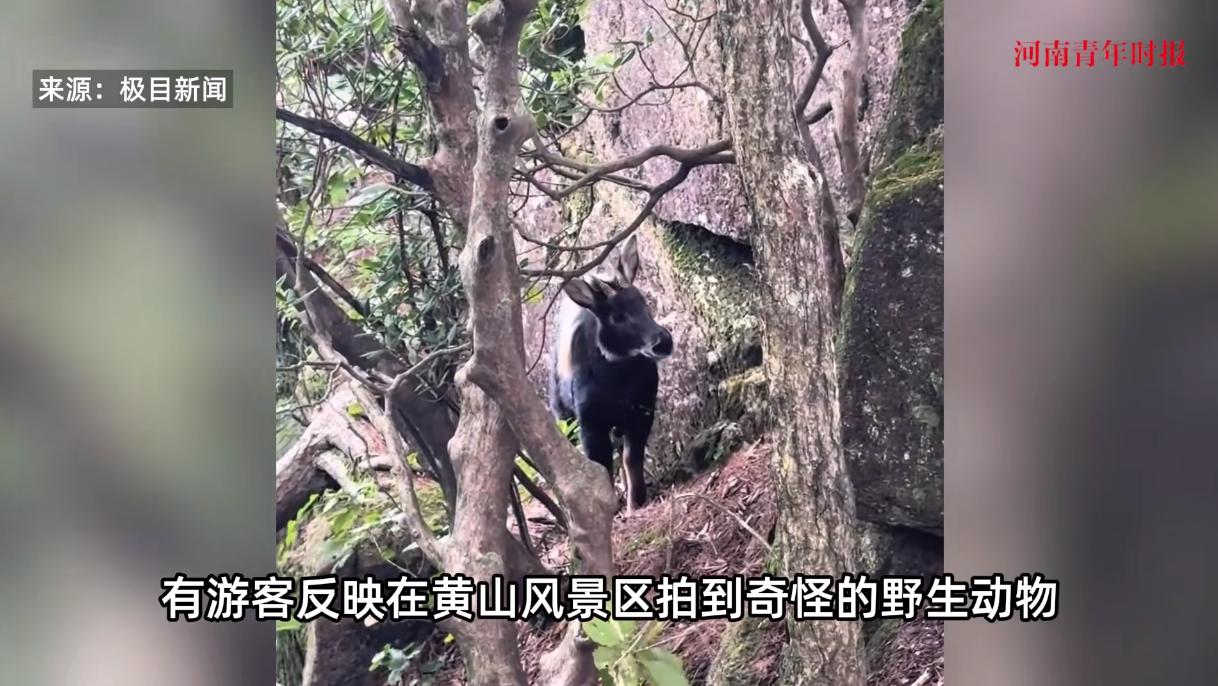 “活久见！”近日，安徽黄山，一游客在上山游玩时，意外发现了一只不明野生动物，它长