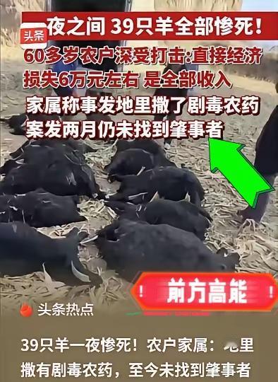 “抛开起因不谈，老人家真可怜！”山西霍州，一对老夫妇去别人家收获过的玉米地放羊。