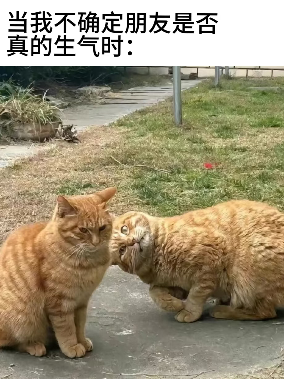 猫meme 