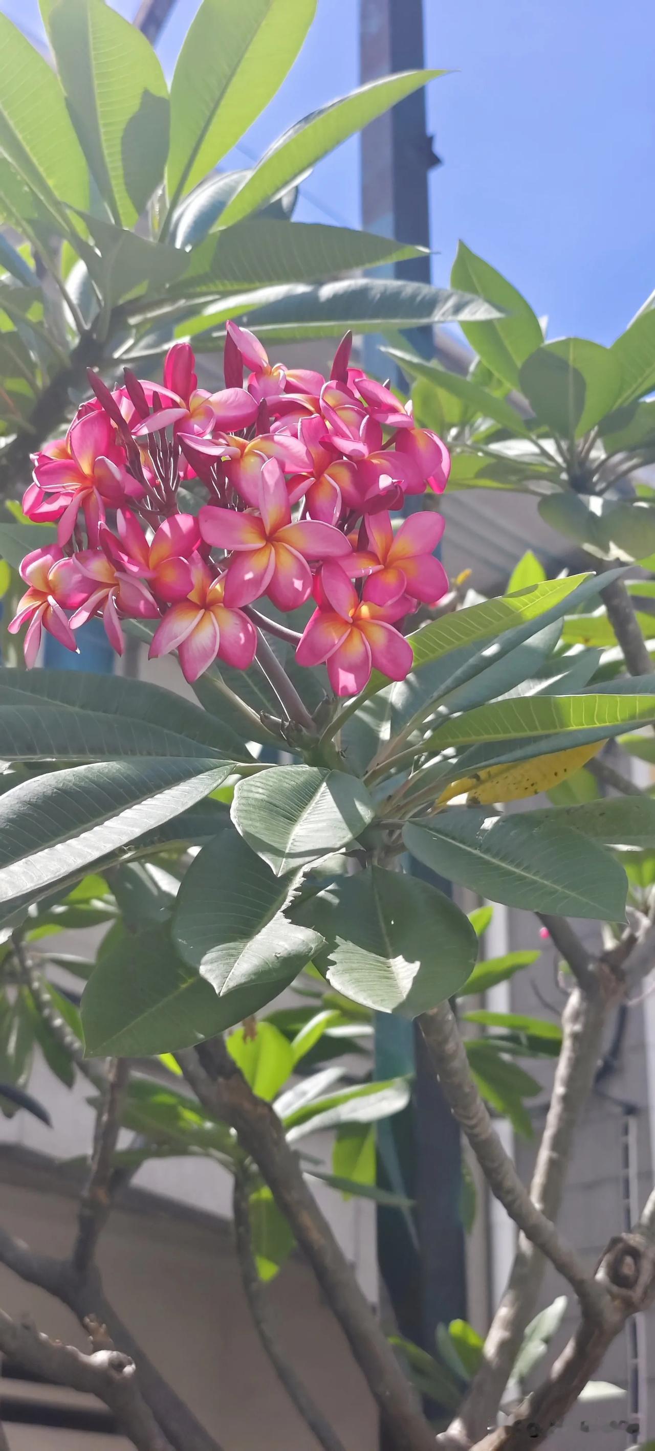 分享一张随手拍的花。马来西亚的鸡蛋花