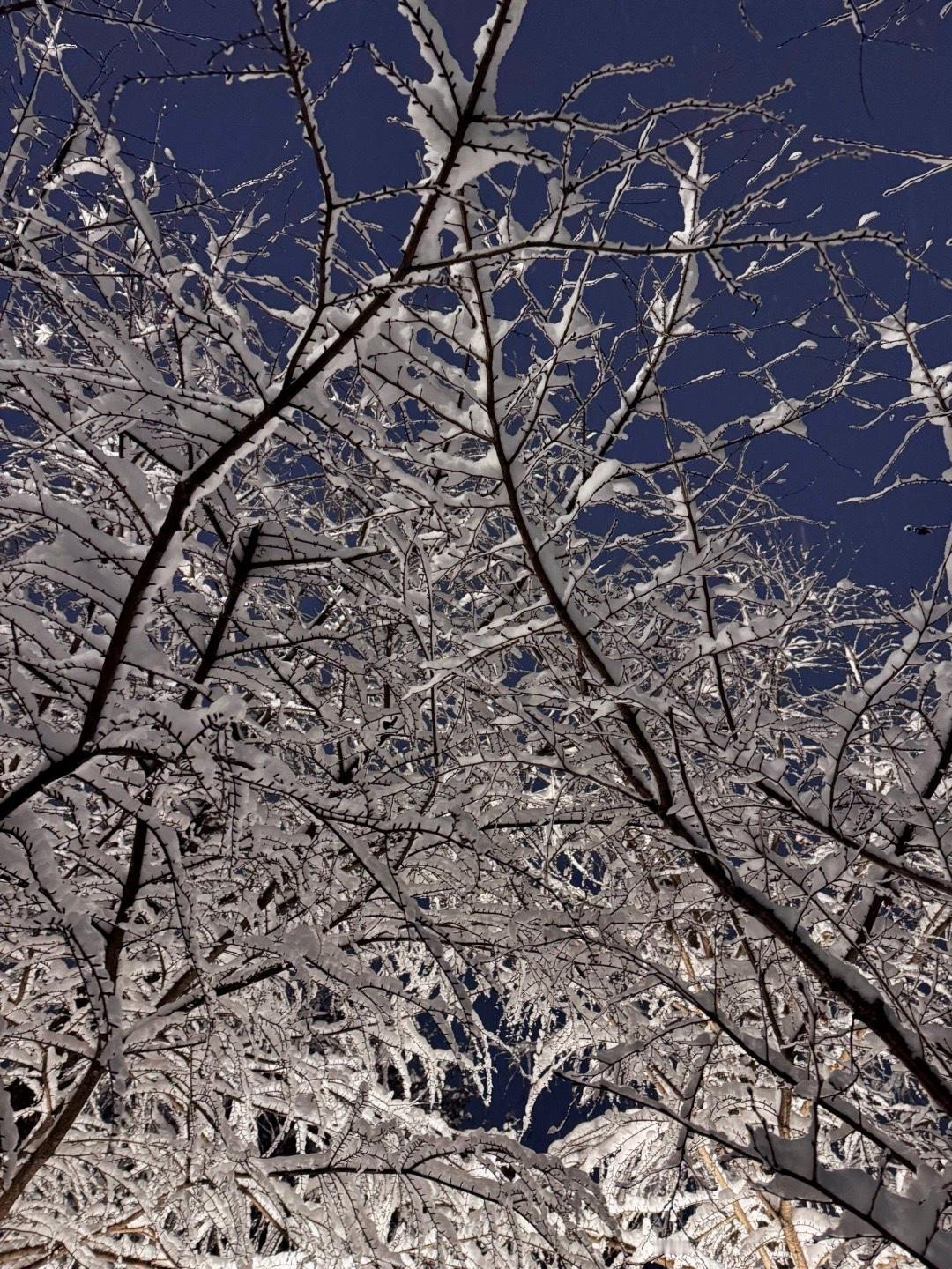 我的计划是每天躺在雪地里 ​​​