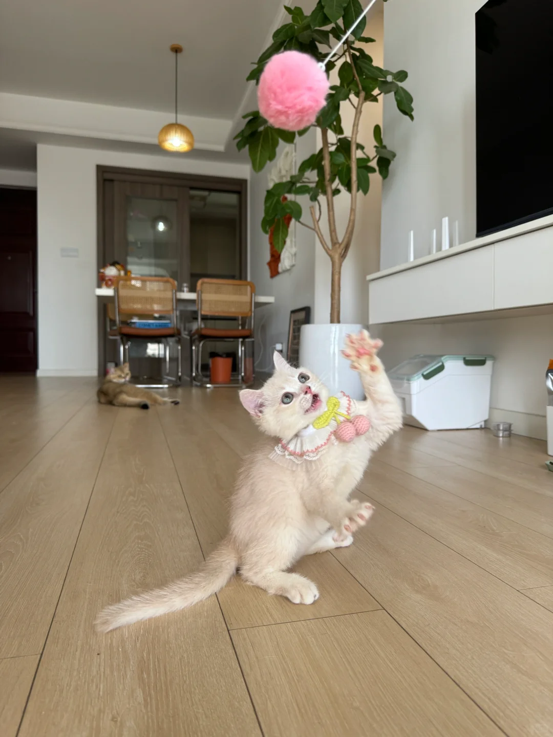 🇭🇰HK紫金BB～價錢合適💛