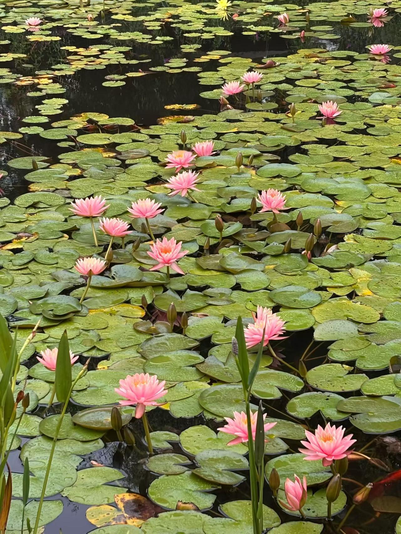 睡莲花	花	语:纯洁、圣神、重生与永恒。
晒一晒你随手拍的花