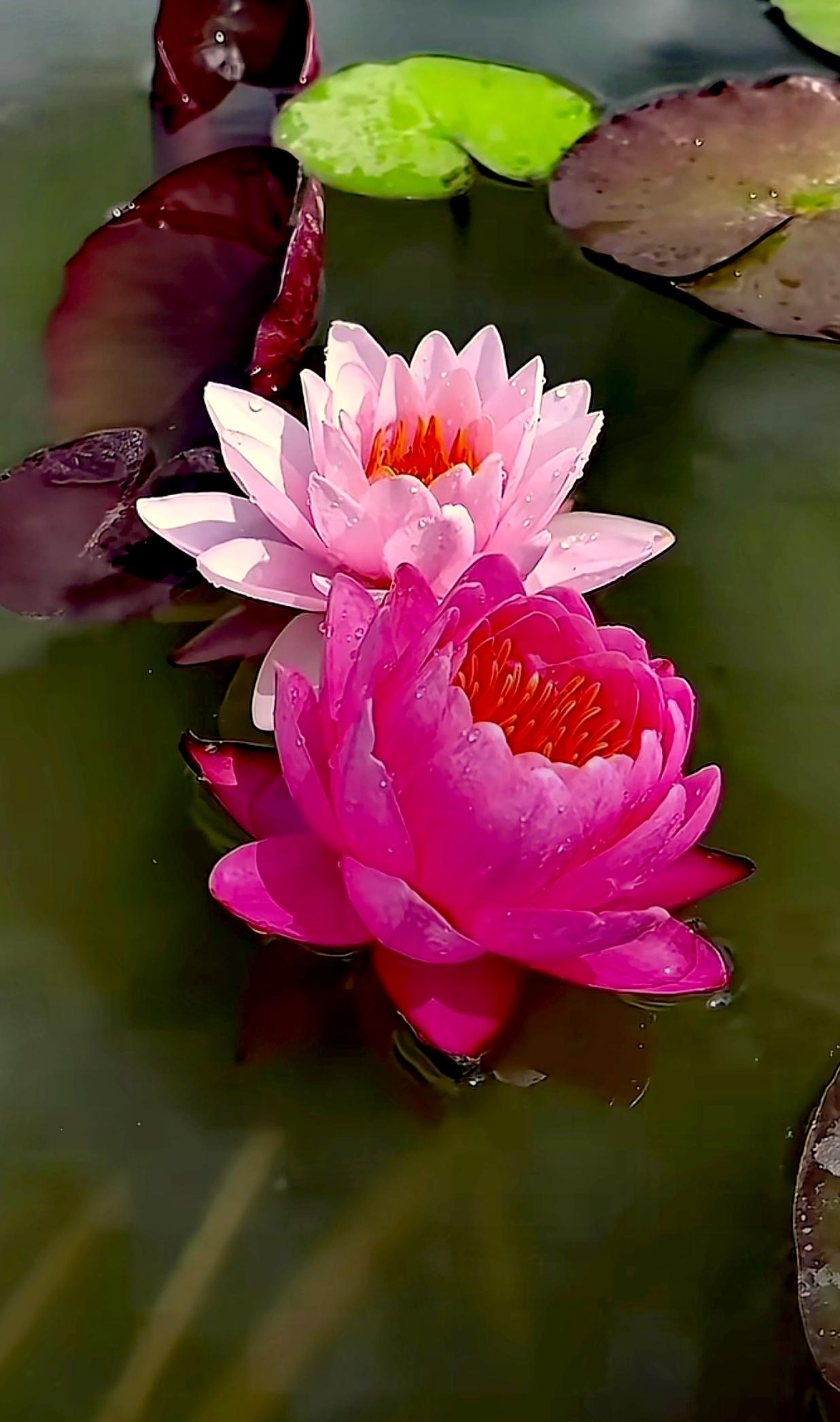 随手一拍：美丽花朵随手拍～