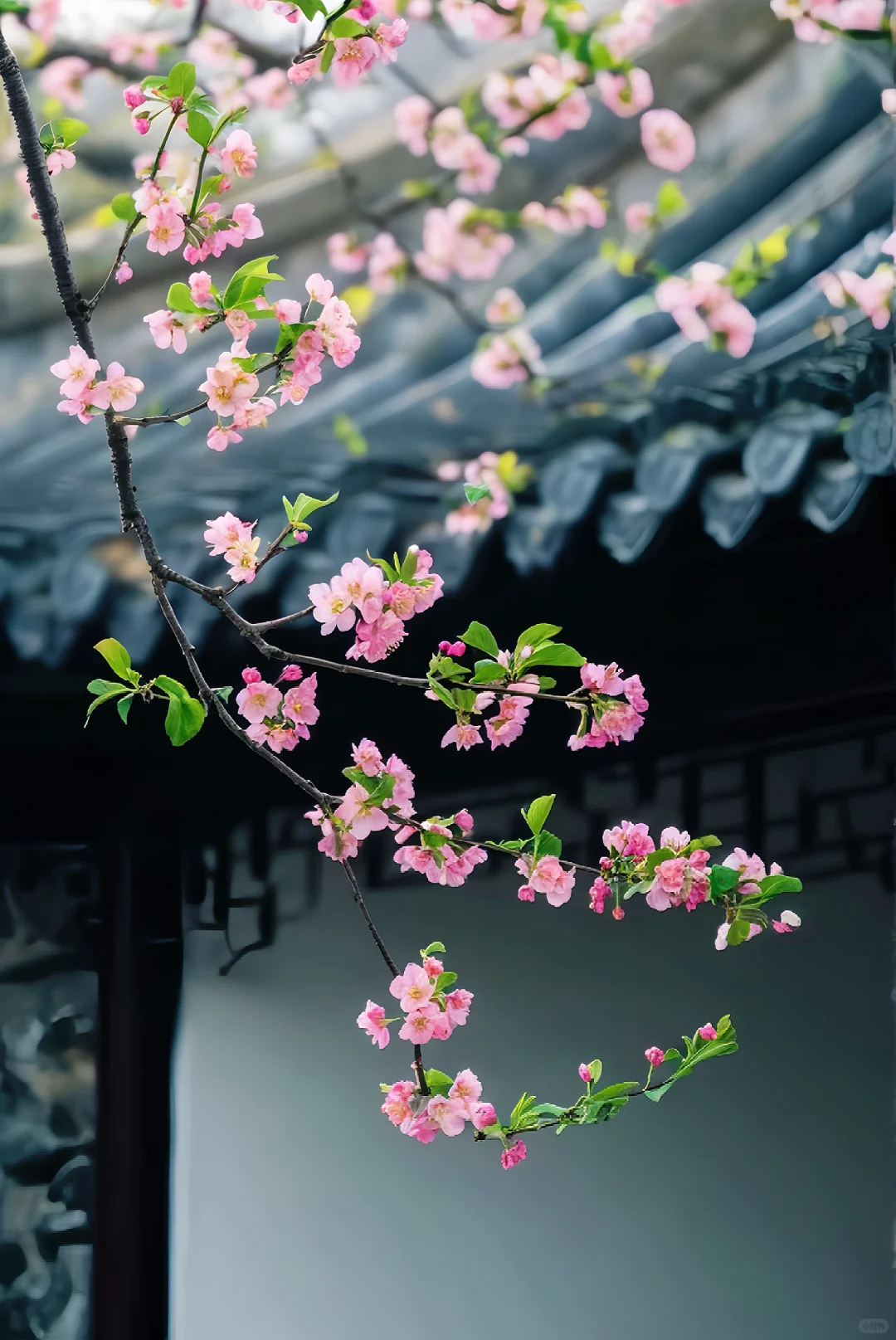 一缕花香，岁月静好