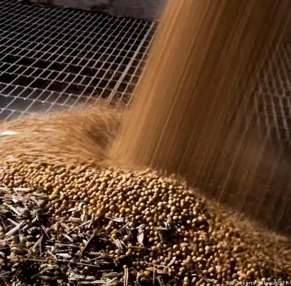 豆子熟了[大笑]
     卖的挺好呀，1200万吨，10多亿。农民伯伯高兴的不