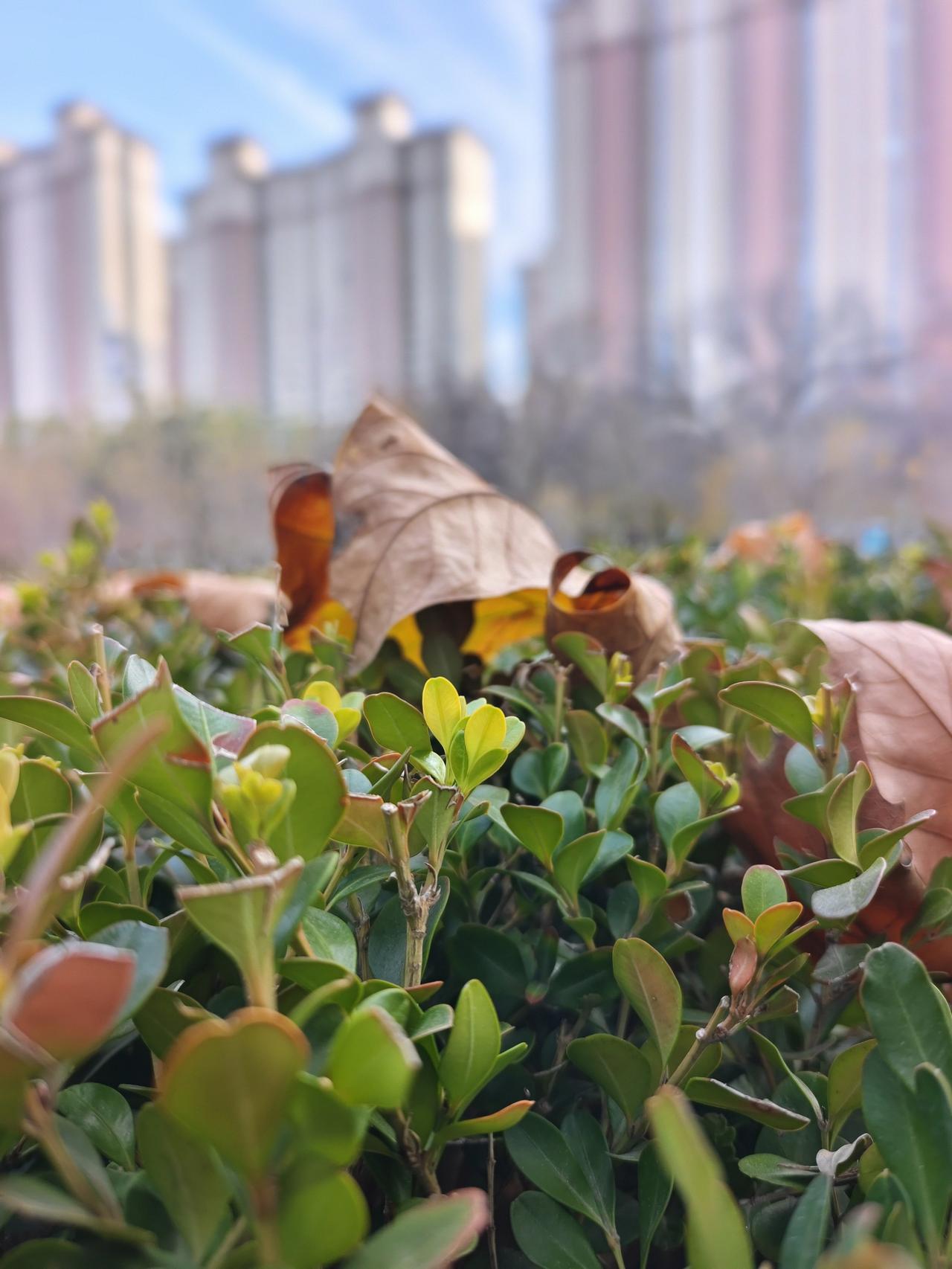 冬日生活打卡季总会有些句子能入你眼暖你心:关于理想:少年自当扶摇上，揽星衔月逐日